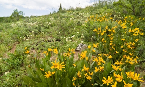 Steamboat Springs Colorado Backpacking