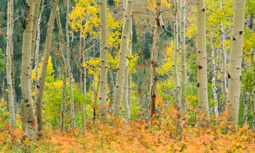 Steamboat Springs Hiking