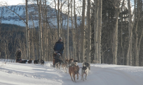 Dog Sledding Steamboat Springs
