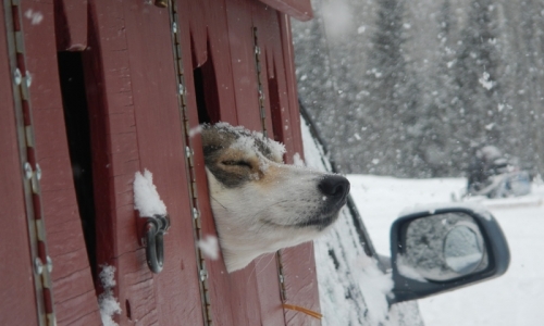 Steamboat Springs Colorado Dog Sled