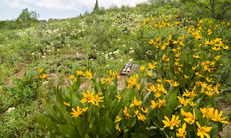 Wildflowers in Routt National Forest
