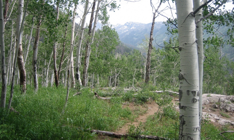 Mount Zirkel Wilderness CO