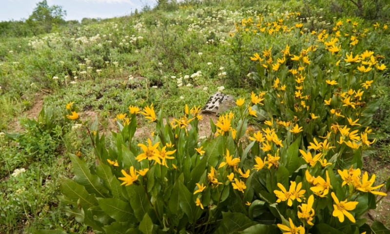 Wildflowers in Routt National Forest