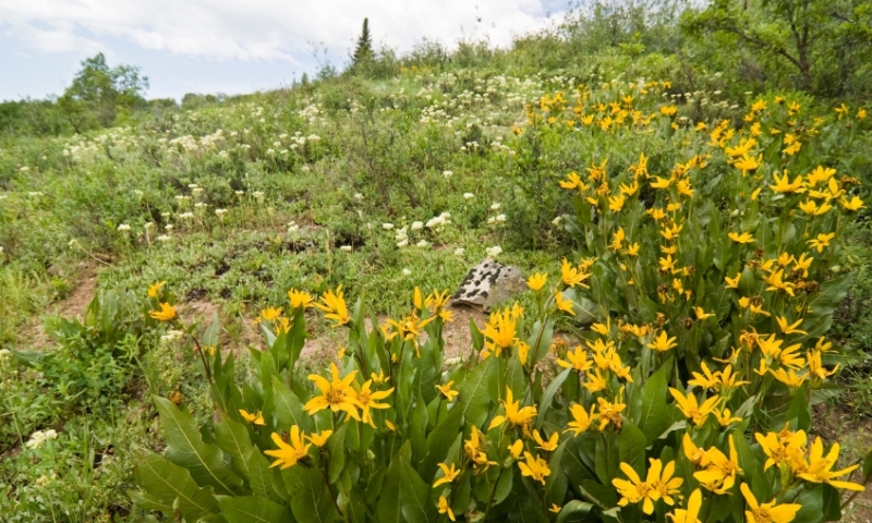 Wildflowers in Routt National Forest