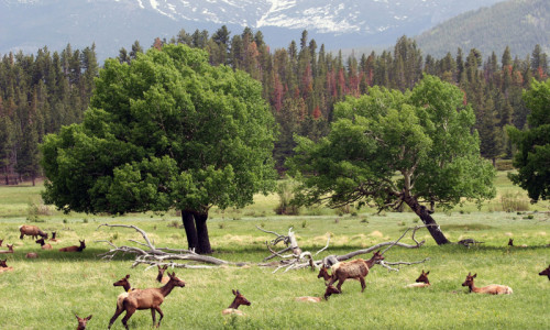 Medicine Bow Mountains
