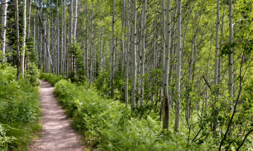 Hiking